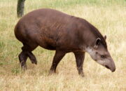 Profil Paramodia Anta Toer Biodata lengkap dengan Agamanya