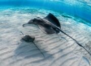 Arti Mimpi Digigit Ikan Pari Menurut Islam: Pertanda Bahaya atau Keberuntungan?