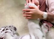 Arti Mimpi Digigit Macan Putih Menurut Islam: Tanda Keberanian atau Bahaya Tersembunyi?