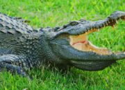 Arti Mimpi Dikejar Hewan Buas Menurut Islam: Pertanda Bahaya atau Ujian yang Menakutkan?