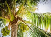 Arti Mimpi Buah Kelapa Tua Menurut Islam: Pertanda Kekuatan dan Keberkahan