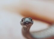 Tafsir Mimpi Bertemu Ular Menurut Islam