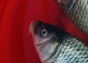 Arti Mimpi Dapat Ikan Mas 2 Ekor Menurut Islam: Simbol Keseimbangan dalam Rezeki?