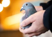 Arti Mimpi Dapat Burung Menurut Islam: Simbol Kebebasan dan Keberkahan