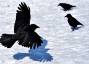 Arti Mimpi Burung Gagak Menurut Islam: Simbol Pertanda Buruk atau Kekuatan Spiritual?