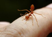 Arti Mimpi Digigit Semut Merah Menurut Islam: Pertanda Gangguan yang Tak Terduga?