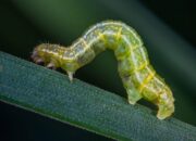 Arti Mimpi Dikerumuni Ulat Bulu Menurut Islam: Simbol Ketidaknyamanan atau Gangguan yang Tersembunyi?