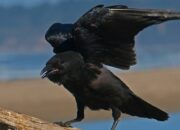 Arti Mimpi Dikasih Burung Menurut Islam: Pertanda Kebebasan atau Tanggung Jawab?