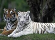 Makna Mimpi Bertemu Harimau Menurut Islam