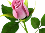 Arti Mimpi Bunga Mawar Pink Menurut Islam: Pertanda Romantisme dan Kelembutan