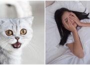 Arti Mimpi Digigit Kucing Menurut Islam: Simbol Pengkhianatan atau Perlindungan?