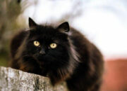 Arti Mimpi Dikejar Kucing Hitam Menurut Islam: Pertanda Misteri atau Keberuntungan Buruk?