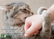 Arti Mimpi Didekati Kucing Menurut Islam: Simbol Kasih Sayang atau Perlindungan?