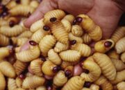 Arti Mimpi Belatung Keluar dari Tubuh Menurut Islam: Simbol Penyembuhan atau Masalah Besar?