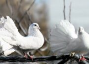 Arti Mimpi Burung Merpati Putih Menurut Islam: Pertanda Perdamaian atau Spiritualitas?