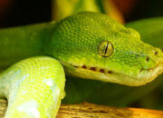 Arti Mimpi Dikejar Ular bagi Wanita yang Belum Menikah Menurut Islam: Tanda Ancaman atau Kesempatan?