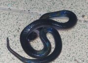 Arti Mimpi Ada Ular di Rumah Menurut Islam: Apakah Ini Pertanda Bahaya?