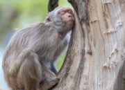 Arti Mimpi Dicakar Monyet Menurut Islam: Pertanda Konflik atau Ancaman?