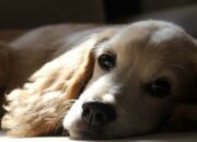 Arti Mimpi Anjing Mati Menurut Islam: Simbol Kehilangan atau Awal Baru?