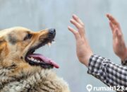 Arti Mimpi Diikuti Anjing Menurut Islam: Pertanda Kesetiaan atau Bahaya Tersembunyi?