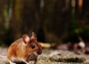Arti Mimpi Digigit Tikus di Tangan Menurut Islam: Simbol Kehilangan Kontrol atau Masalah Kecil?