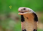 Arti Mimpi Bunuh Ular Kobra Menurut Islam: Pertanda Menghadapi Musuh Besar