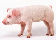 Arti Mimpi Babi Menurut Islam: Simbol Haram atau Pengingat?