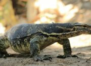 Arti Mimpi Dikejar Biawak Menurut Islam: Pertanda Bahaya Tersembunyi atau Rintangan?