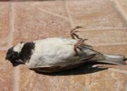 Arti Mimpi Burung Peliharaan Mati Menurut Islam: Apa Tanda Kehilangan atau Perubahan?