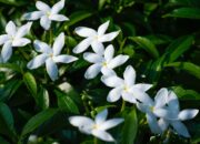 Arti Mimpi Bunga Melati Menurut Islam: Simbol Kesucian dan Kedamaian