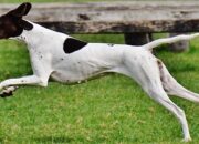 Arti Mimpi Dikejar Anjing Putih Menurut Islam: Simbol Perlindungan atau Ujian?