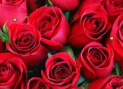 Arti Mimpi Bunga Mawar Merah Menurut Islam: Simbol Cinta dan Pengorbanan