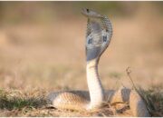 Arti Mimpi Diikuti Ular Menurut Islam: Pertanda Bahaya atau Perlindungan?