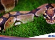 Arti Mimpi Anak Digigit Ular Menurut Islam: Pertanda Apa yang Tersembunyi?