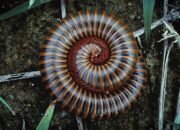 Arti Mimpi Digigit Kaki Seribu Menurut Islam: Simbol Gangguan Kecil atau Tantangan Besar?