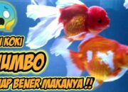 Arti Mimpi Dikasih Ikan Menurut Islam: Simbol Rezeki atau Tanggung Jawab?