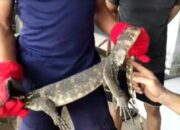 Arti Mimpi Biawak Masuk Rumah Menurut Islam: Pertanda Bahaya atau Kebaikan?