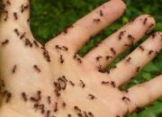 Arti Mimpi Dikerumuni Semut Menurut Islam: Simbol Kerja Keras atau Tantangan yang Mengganggu?