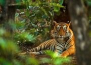 Arti Mimpi Dikejar Harimau Putih Menurut Islam: Tanda Keberanian atau Ujian?