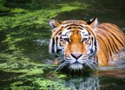 Arti Mimpi Digigit Macan Menurut Islam: Simbol Kekuatan atau Ancaman Besar?