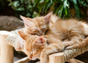 Makna Mimpi Bertemu Kucing Menurut Islam