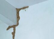 Cara Menghilangkan Rayap di Tembok: Solusi Ampuh agar Rumah Bebas Hama!