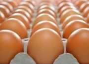 Harga Telur Hari Ini: Update Terbaru dari Pinsar!