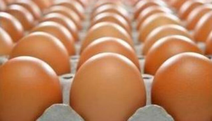 Harga Telur Hari Ini: Update Terbaru dari Pinsar!