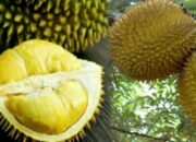 Harga Durian Matahari per Kg: Update Pasar dan Cara Memilih yang Terbaik!