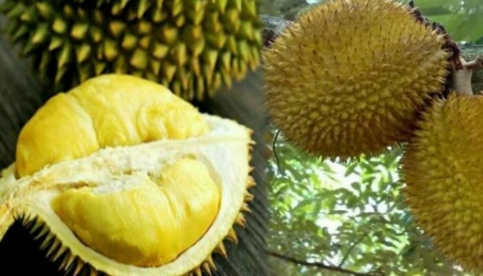 Harga Durian Matahari per Kg: Update Pasar dan Cara Memilih yang Terbaik!