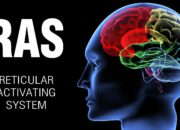 Ras Terkuat di Bumi: Mitos atau Fakta?