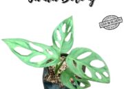 Tren Tanaman Hias: Dari Monstera hingga Janda Bolong