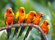 Burung Garuda: Dari Lambang Negara hingga Makna Filosofisnya