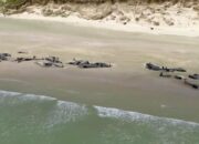 Misteri Ratusan Paus Mati Terdampar di New Zealand Apa Penyebabnya?
